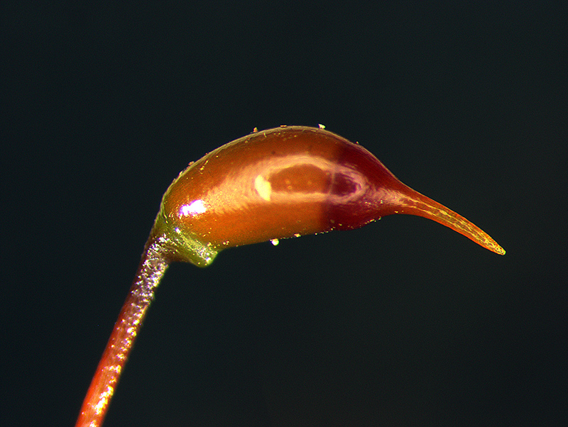 https://www.nzplants.auckland.ac.nz/en/about/mosses/native-species/leucobryaceae/leucobryum-javense.html